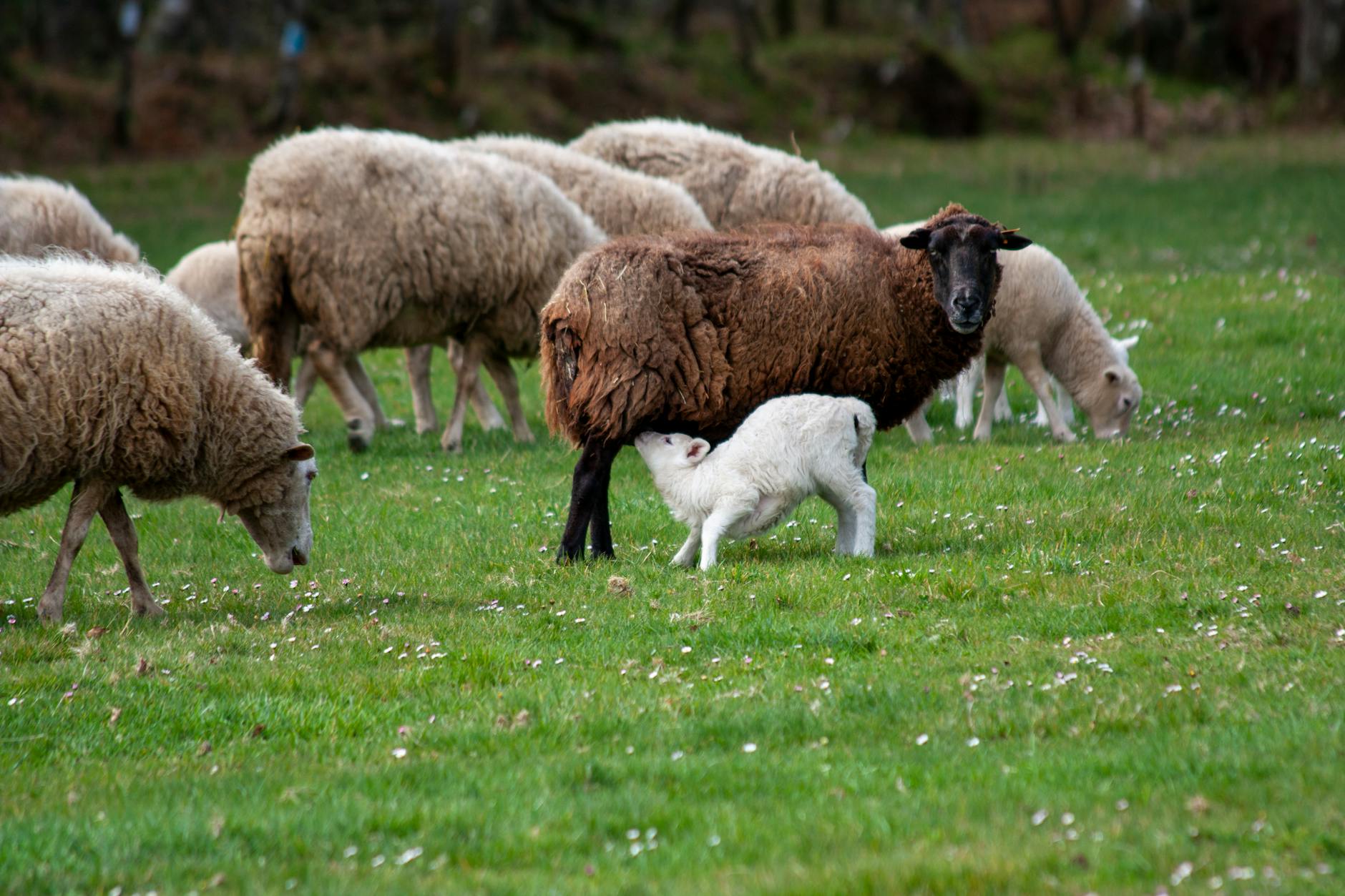 Veterinary care for a sheep