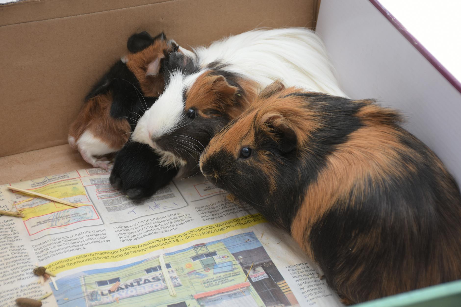 Anemia in Guinea Pigs — Nutritional Deficiency? - VetBlood.io