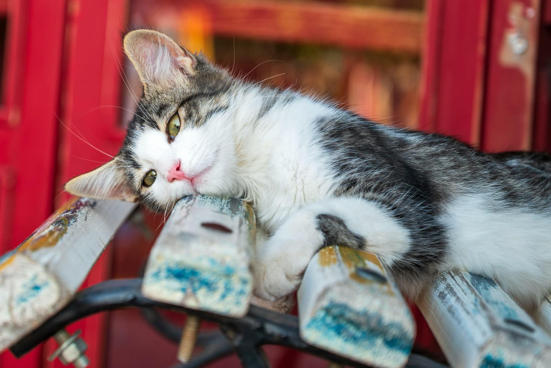 Veterinary care for a cat