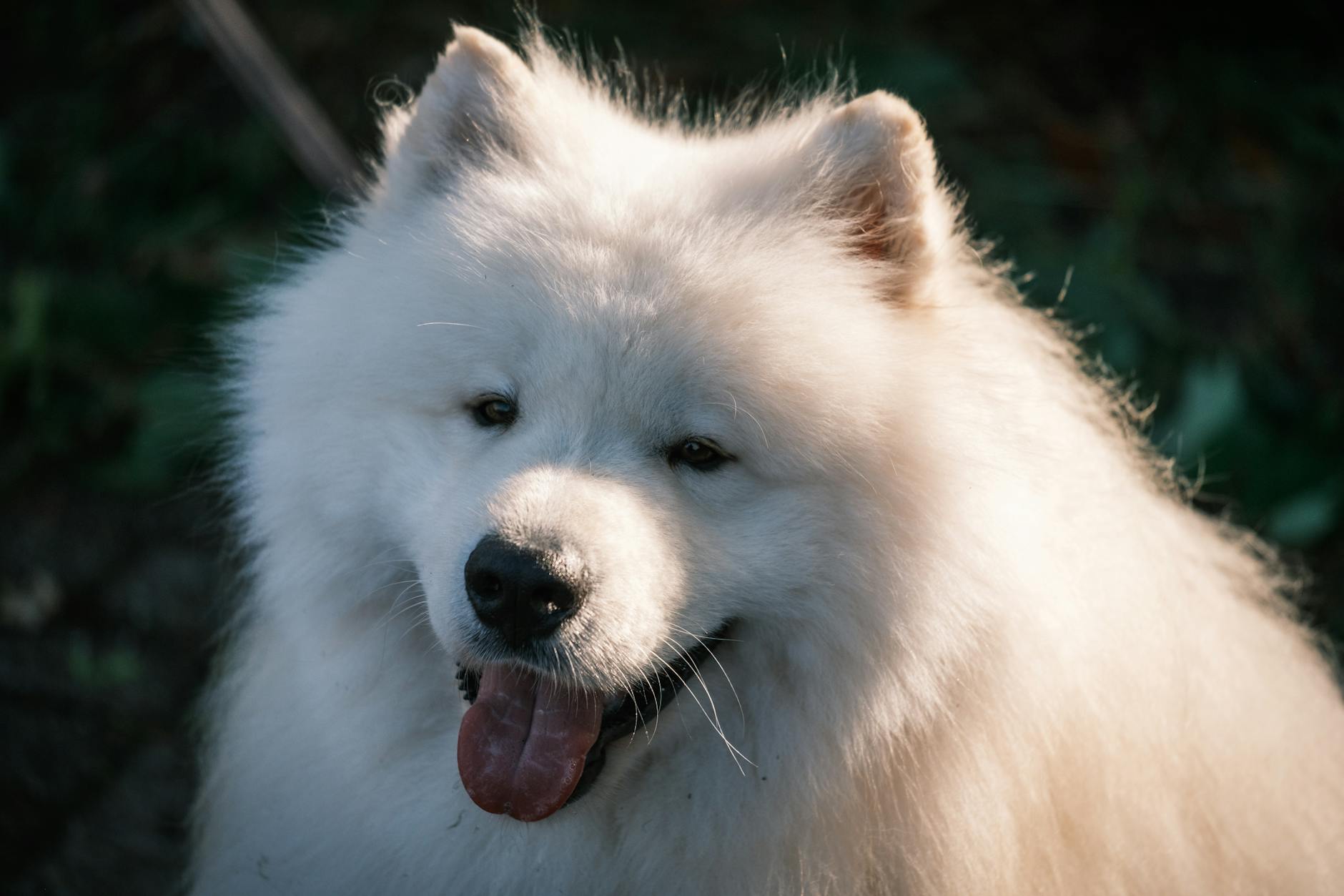 Dog Elevated Creatinine — Chronic vs Acute Renal Failure