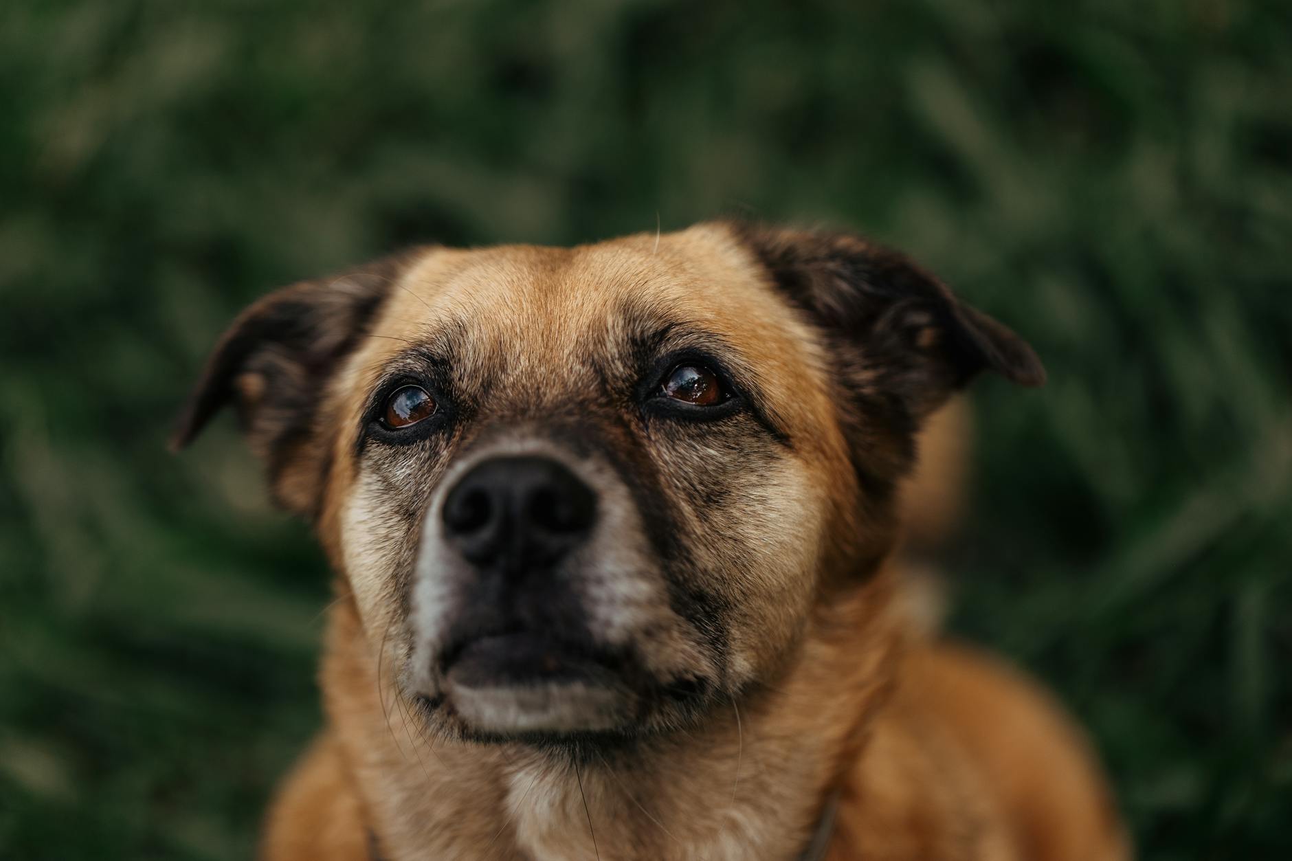 Veterinary care for a dog