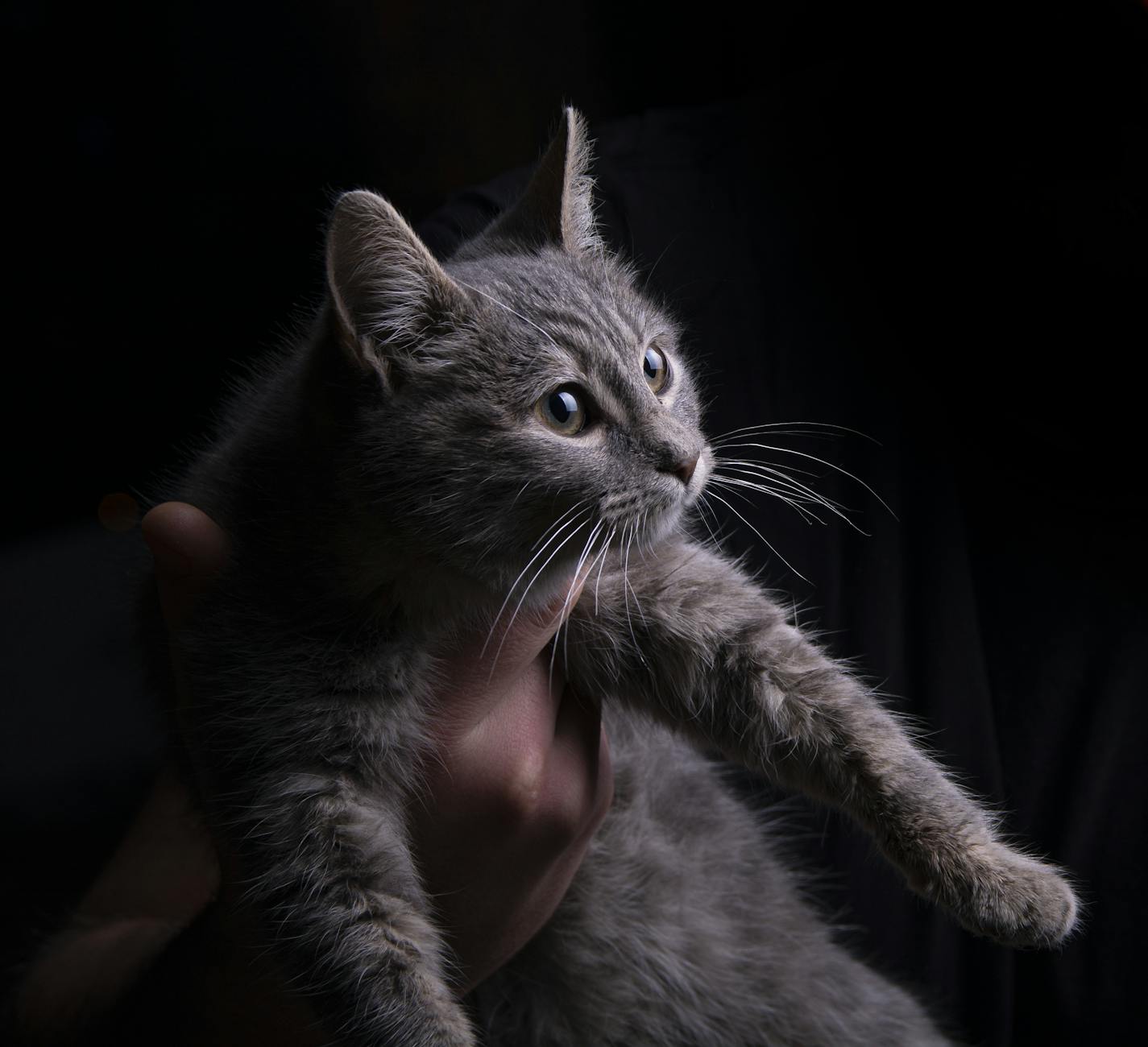 Veterinary care for a cat