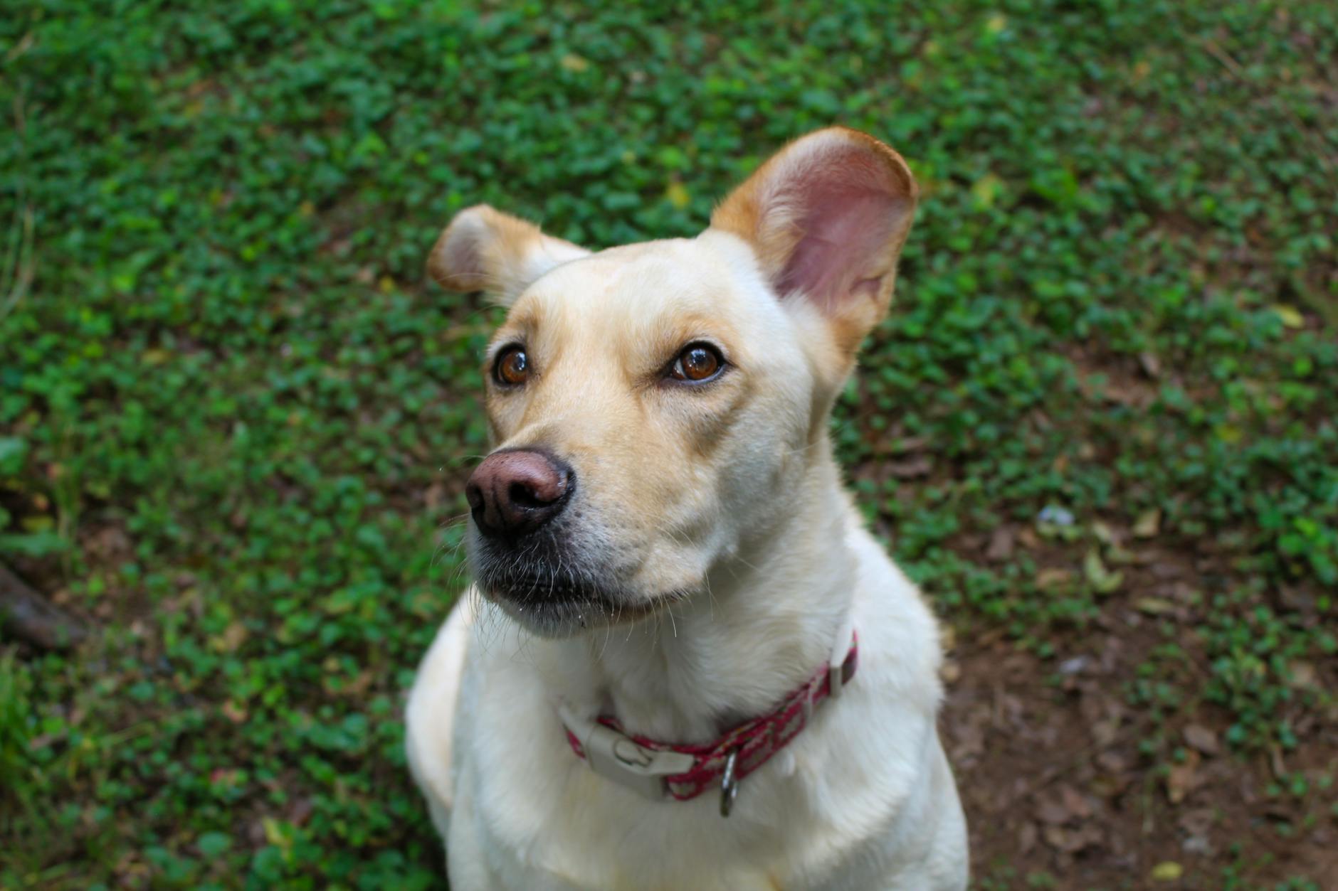 Veterinary care for a dog