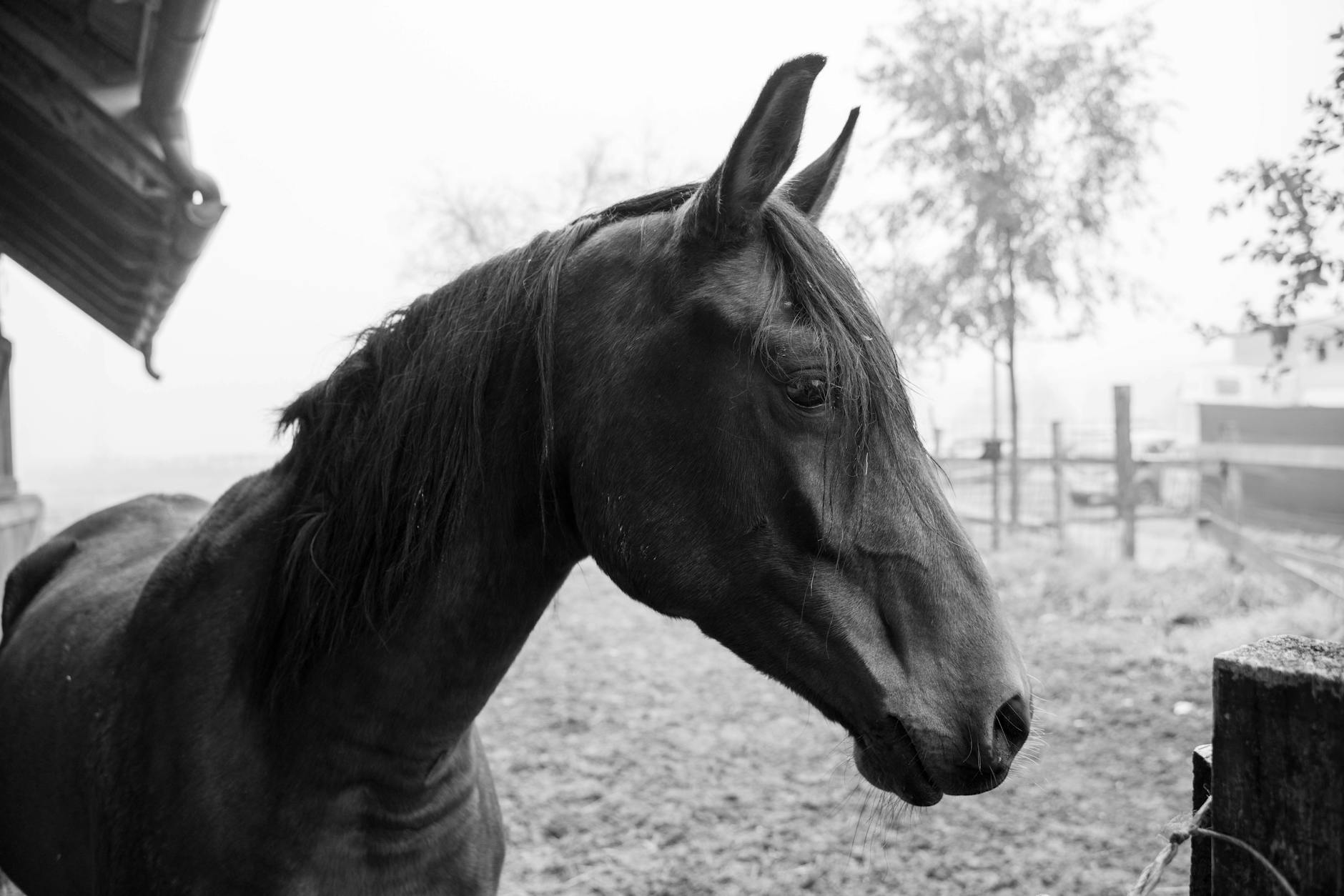 Veterinary care for a horse