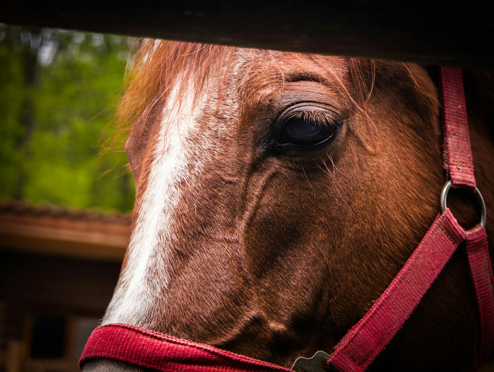 Elevated Lactic Acid in Horses — Colic, Sepsis, or Exercise?