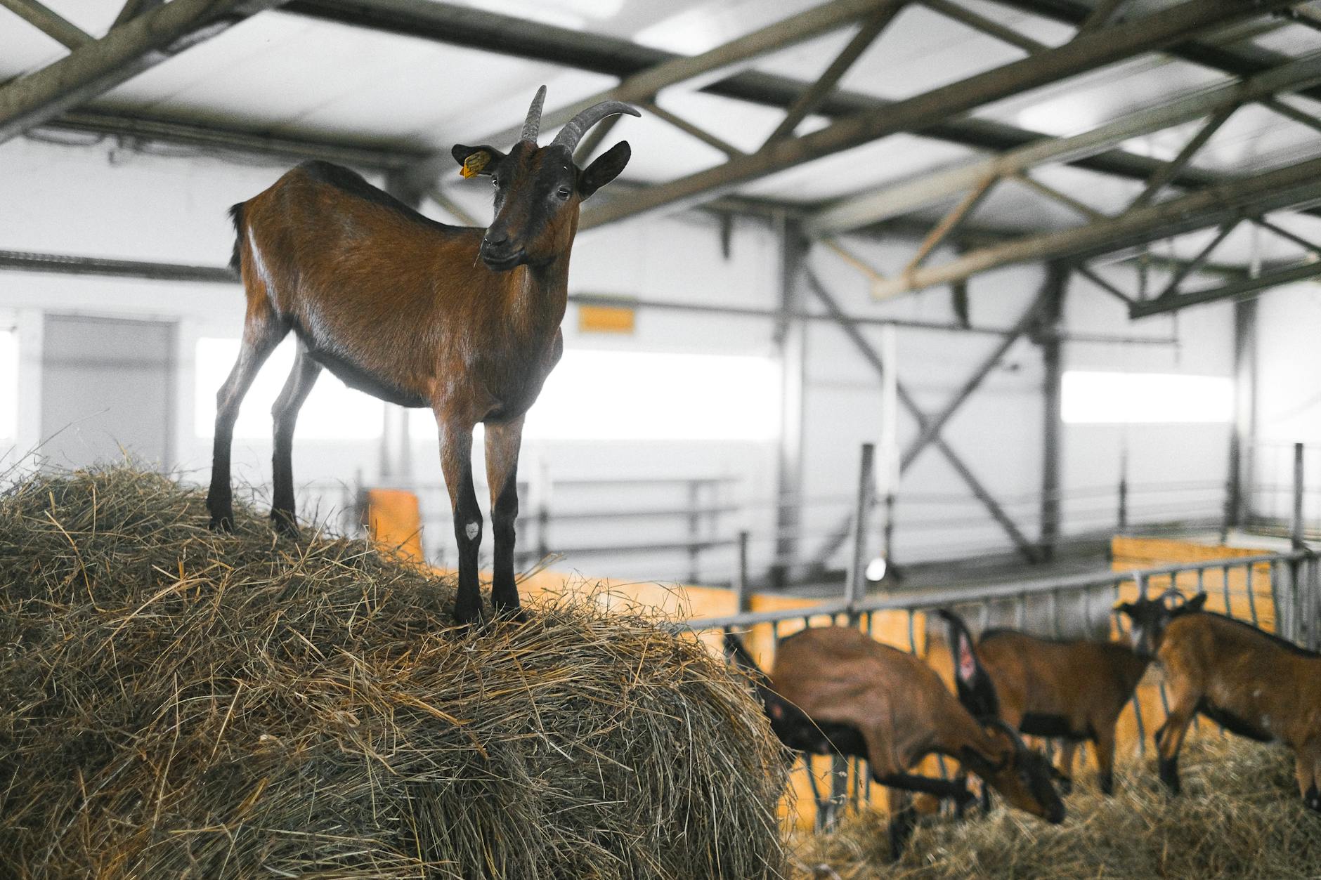 Elevated Liver Enzymes After Deworming in Goats — Drug Toxicity?