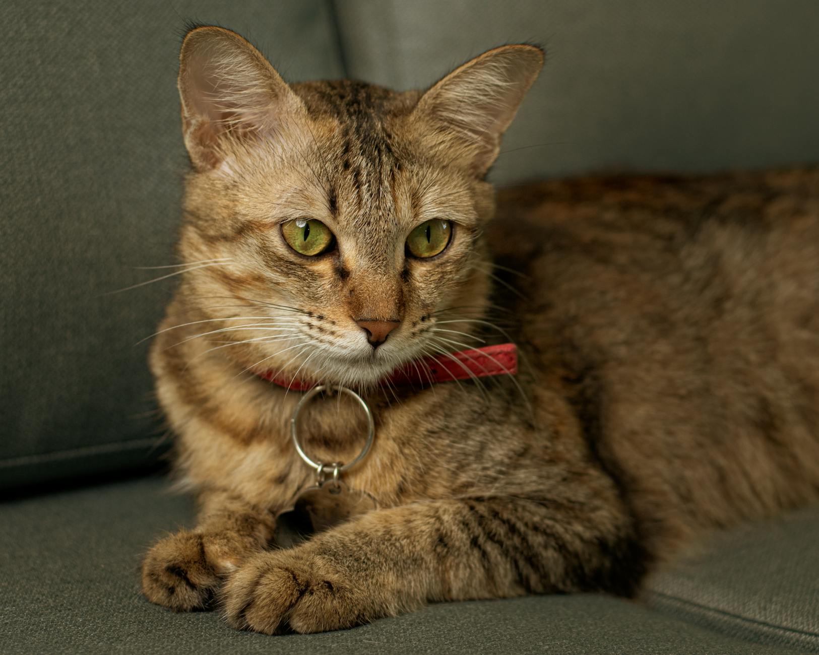 Veterinary care for a cat