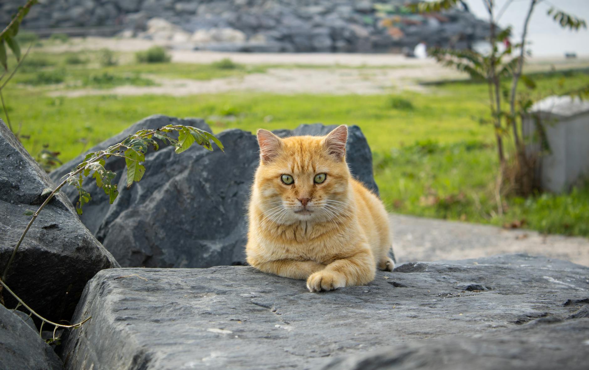 Veterinary care for a cat