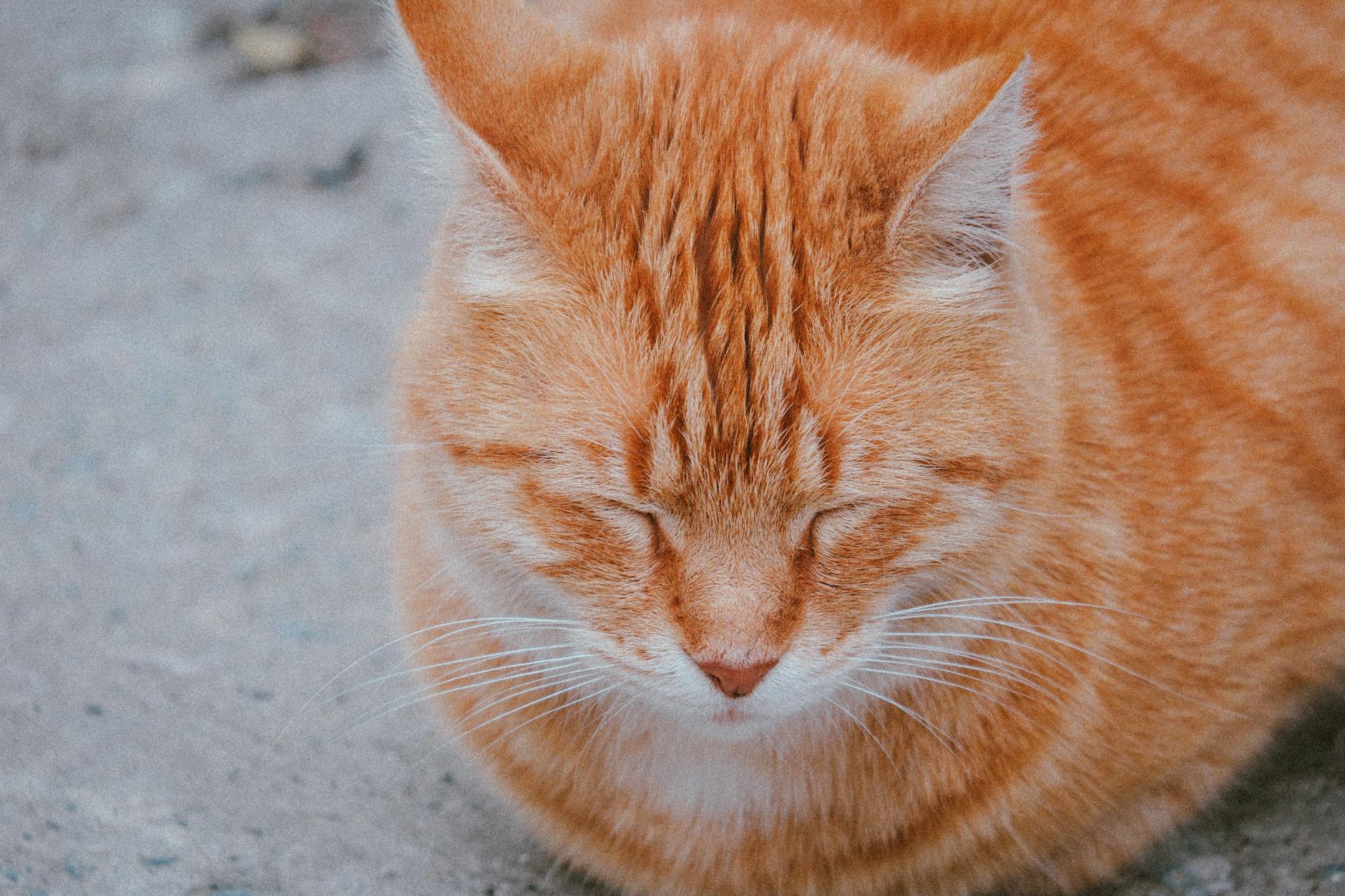 Veterinary care for a cat