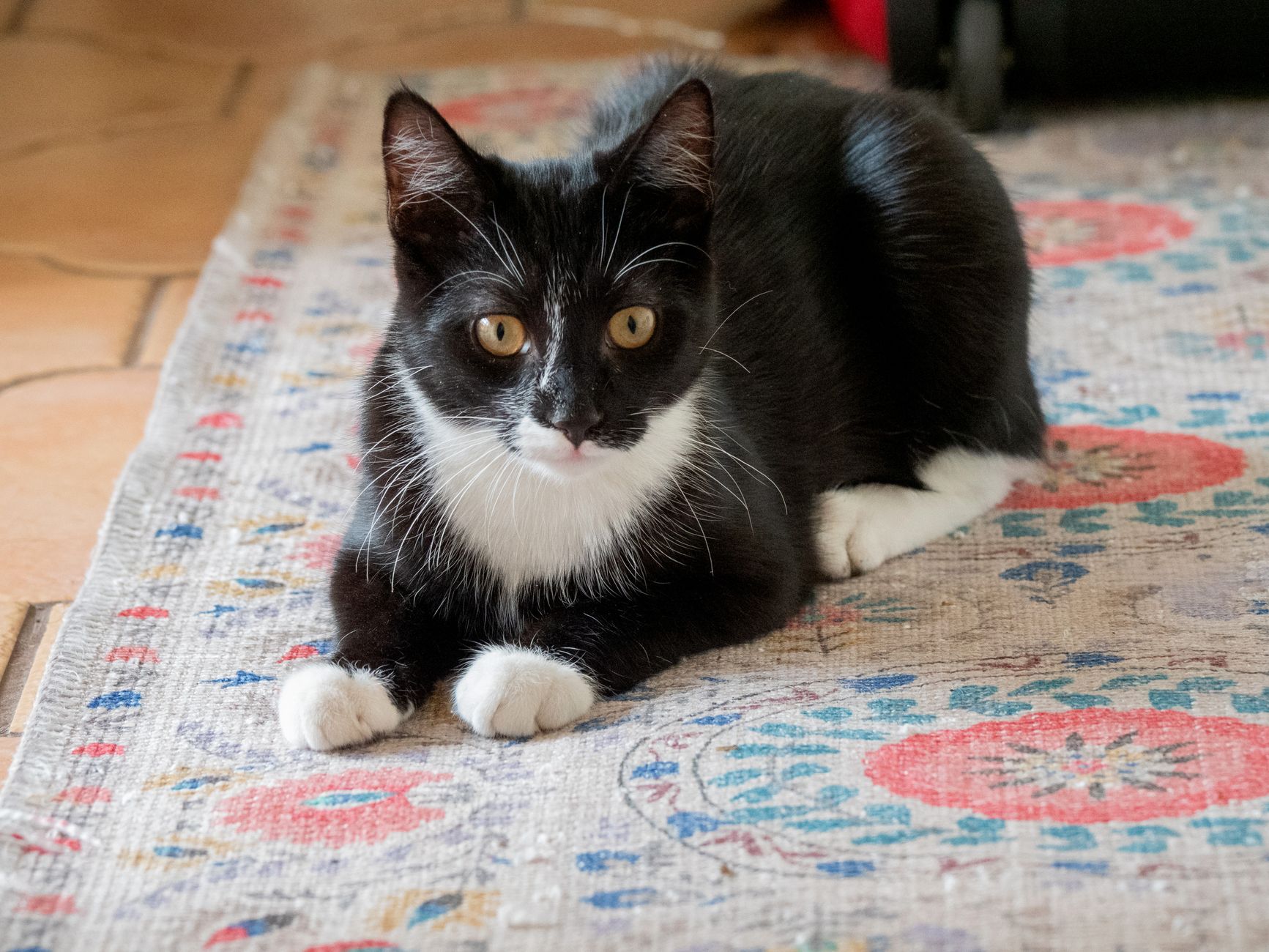 Veterinary care for a cat