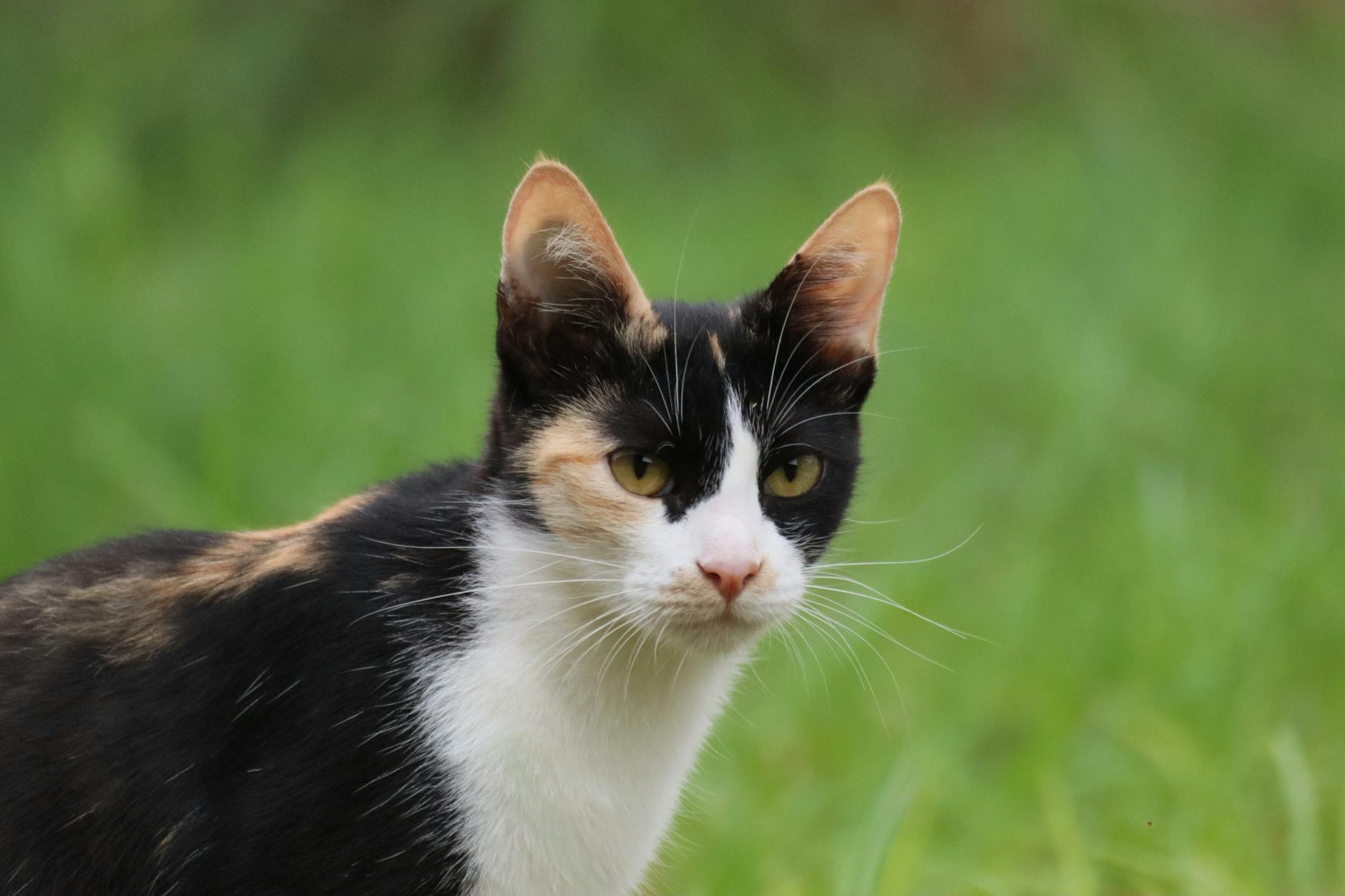 Veterinary care for a cat