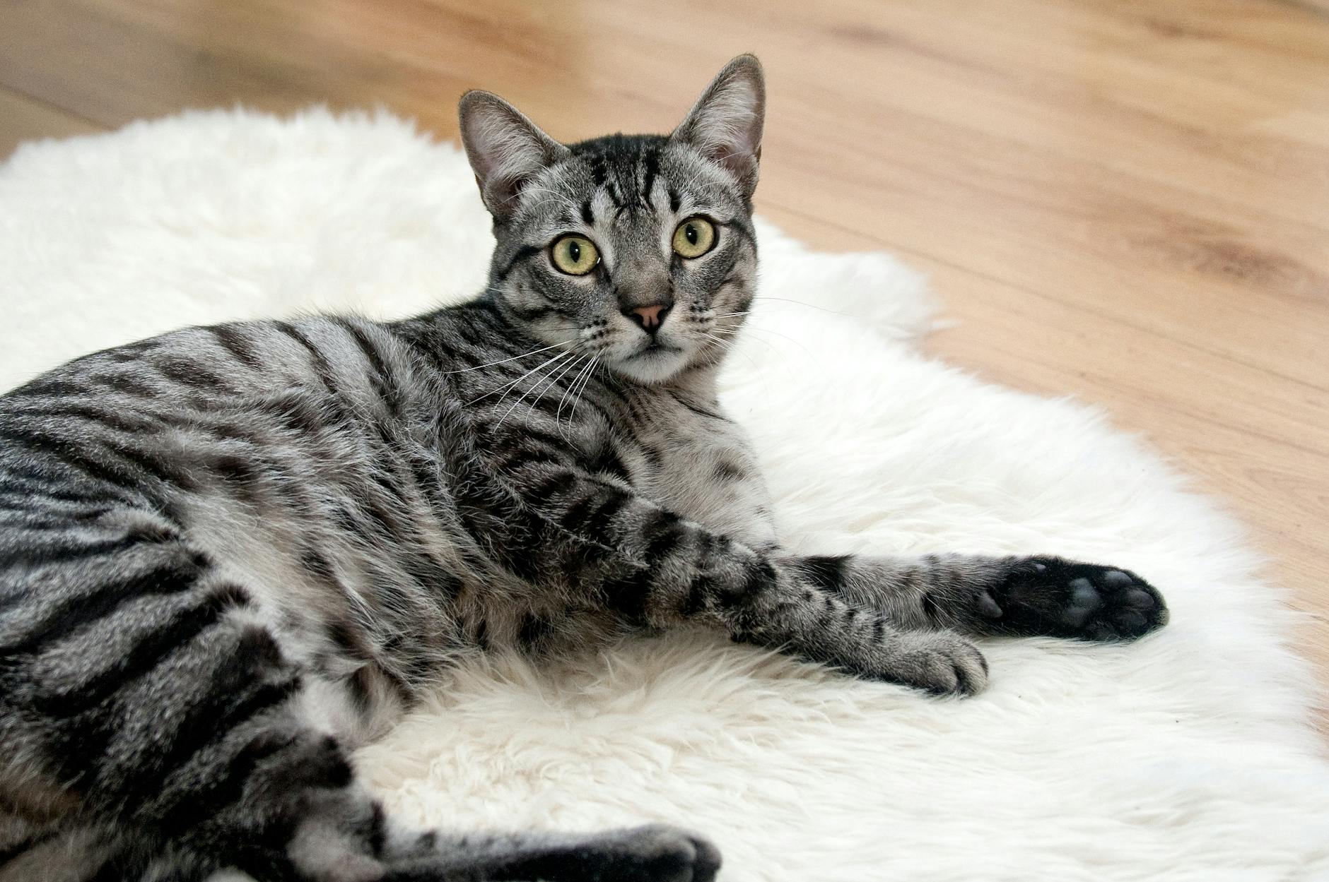 Veterinary care for a cat