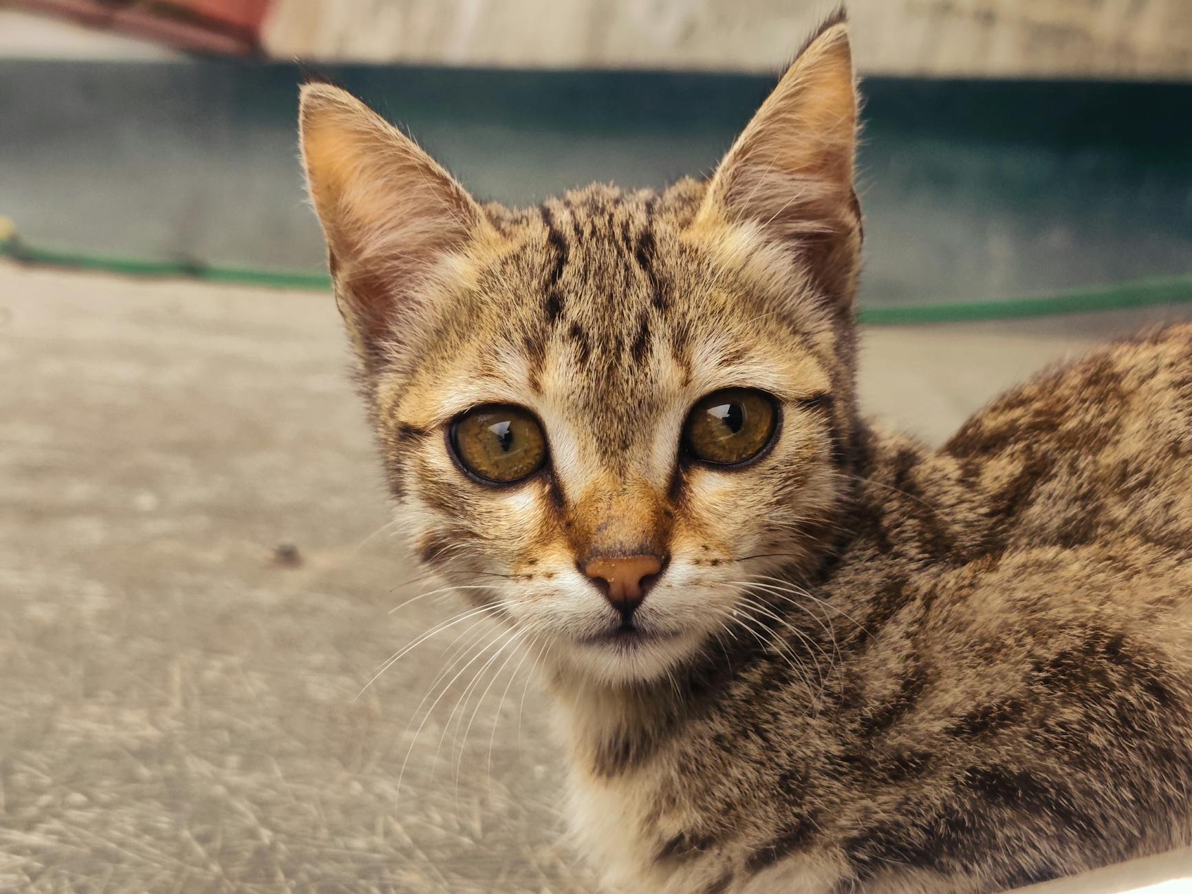 Veterinary care for a cat