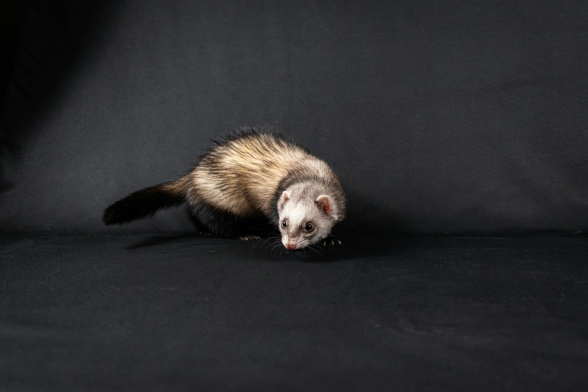 Veterinary care for a ferret