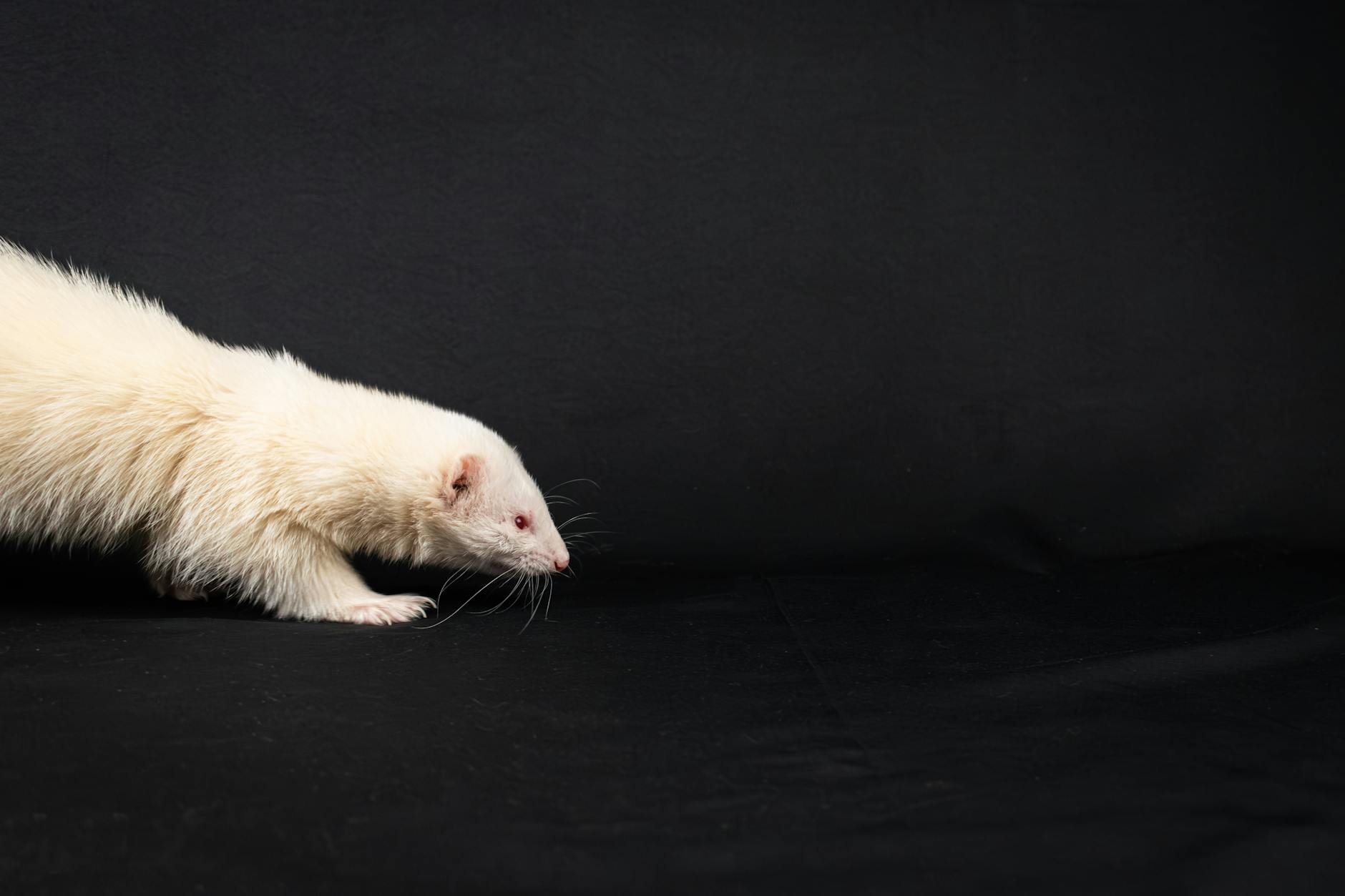 A ferret undergoing diagnostic blood testing at a veterinary clinic