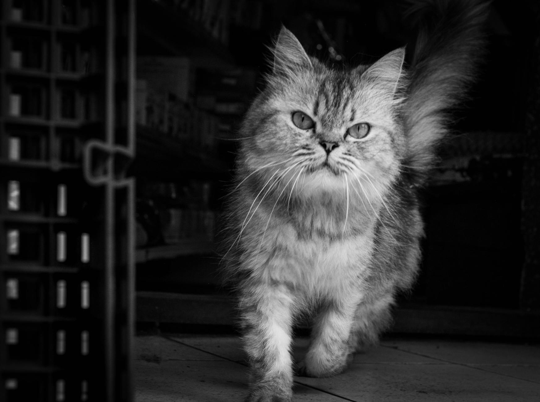 Veterinary care for a cat