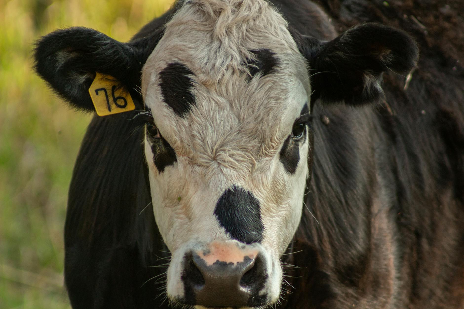 Veterinary care for a cow