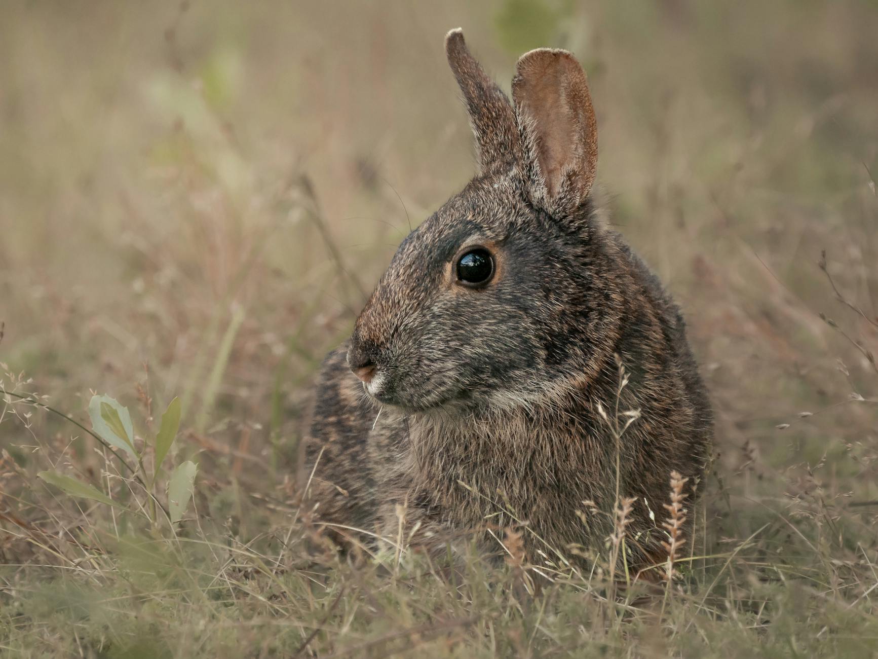 Veterinary care for a rabbit
