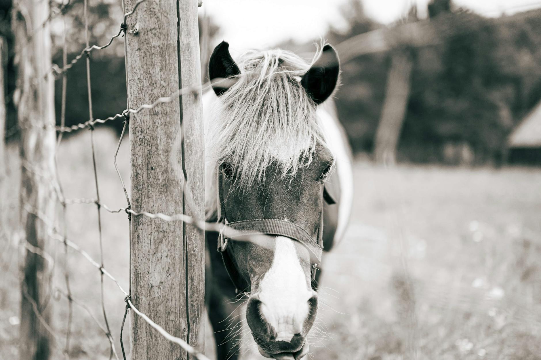 Veterinary care for a horse