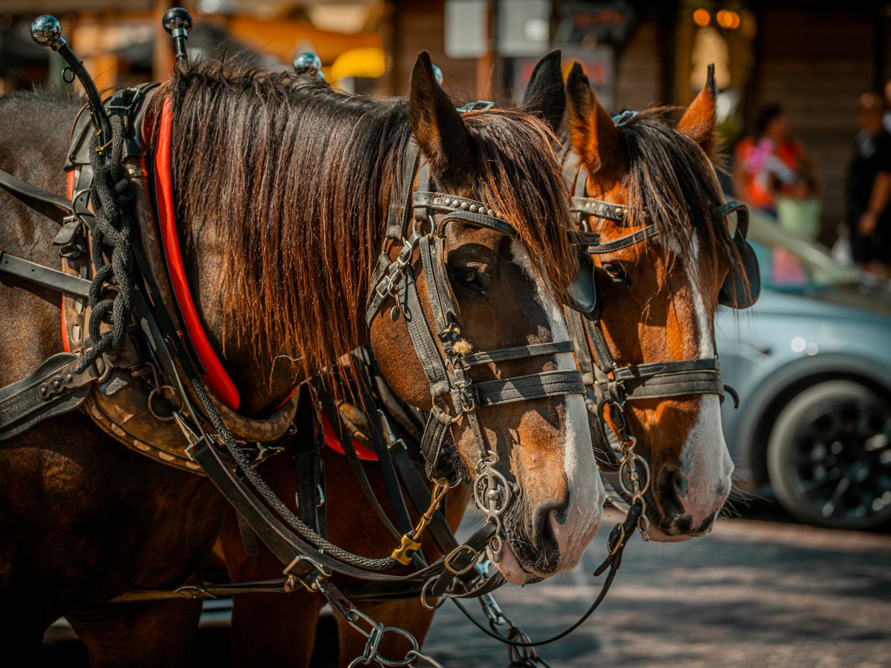 Veterinary care for a horse