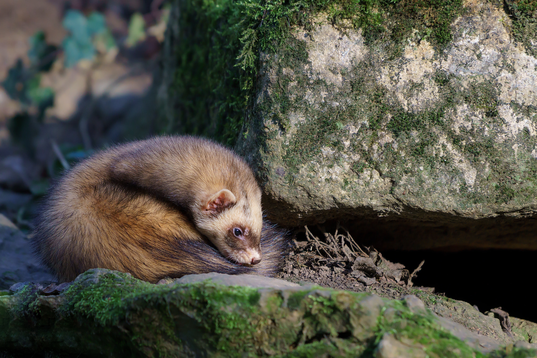 Healthcare and wellness consultation for a ferret