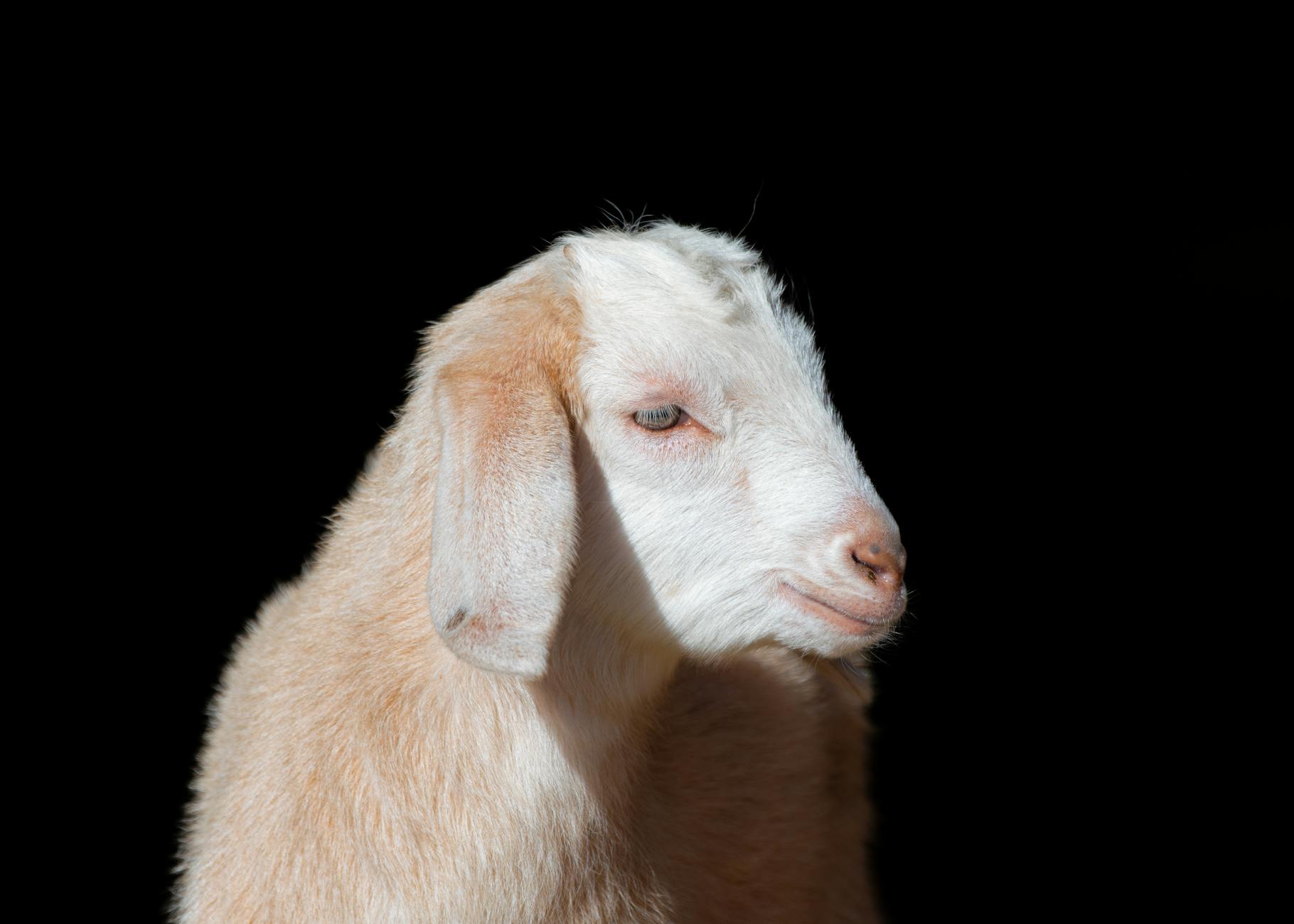 Veterinary care for a goat