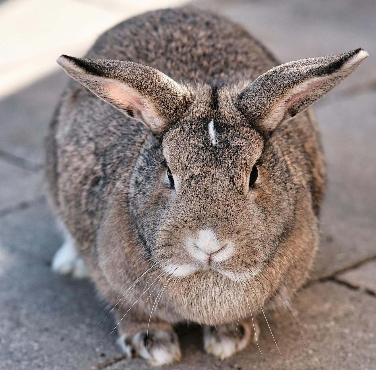 Rabbit Bile Acids — Liver Function Testing Explained