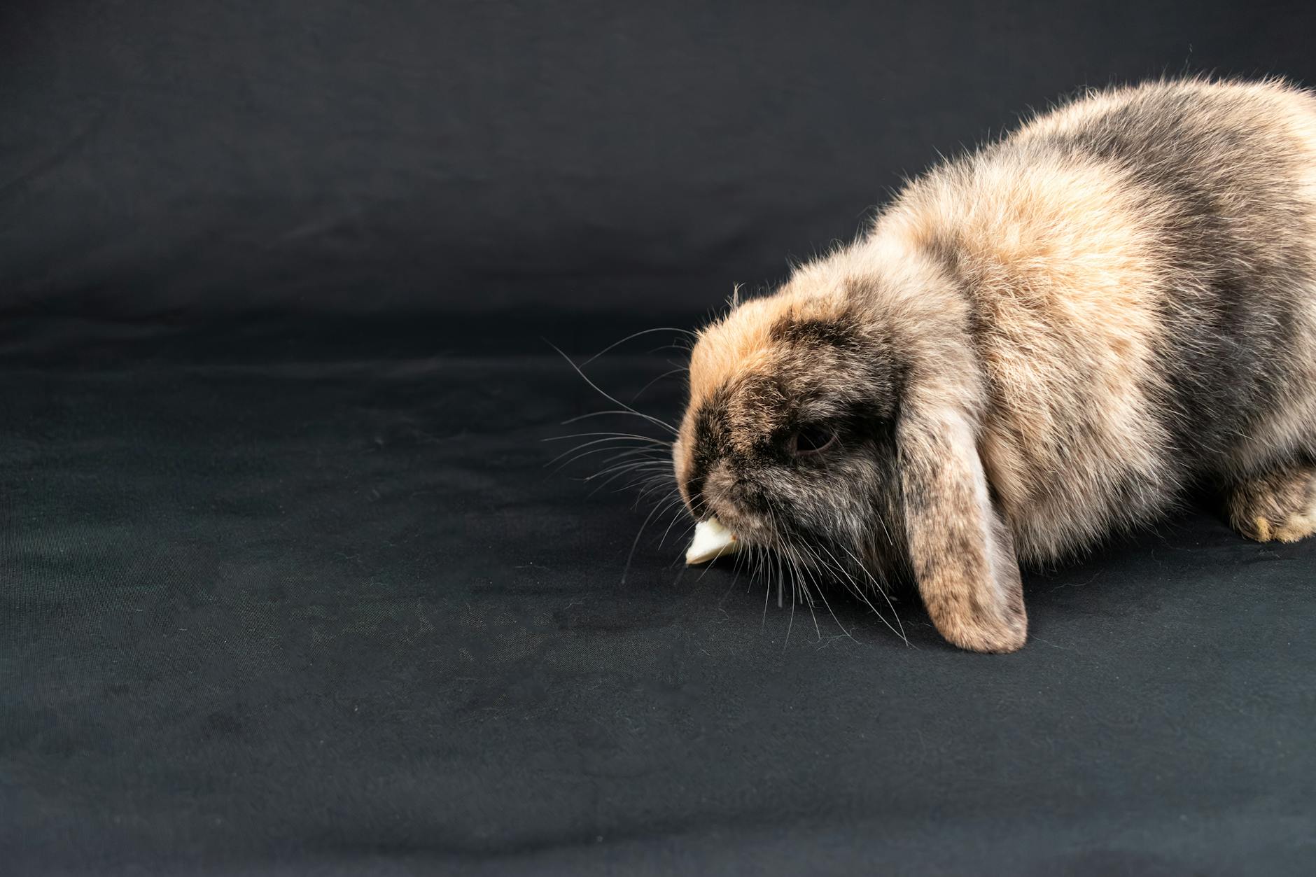 Veterinary care for a rabbit