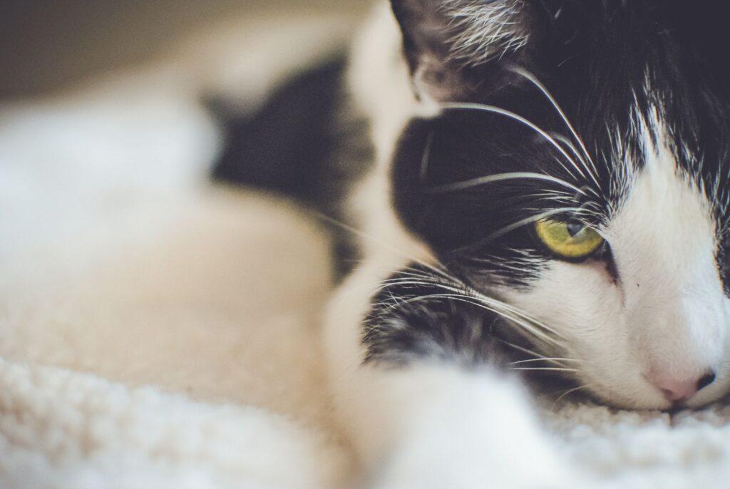 Albumin in Cats - How to Read and Interpret the Result