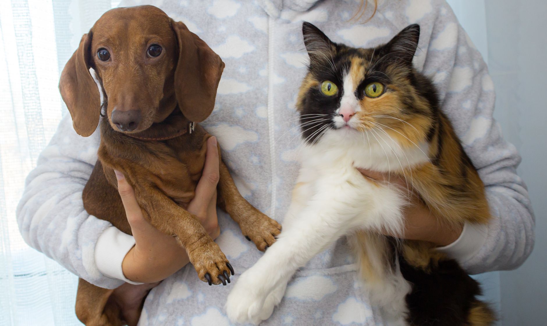 Veterinary care for a pet