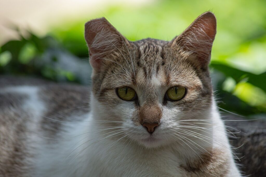 alt in cats how to read and interpret the result