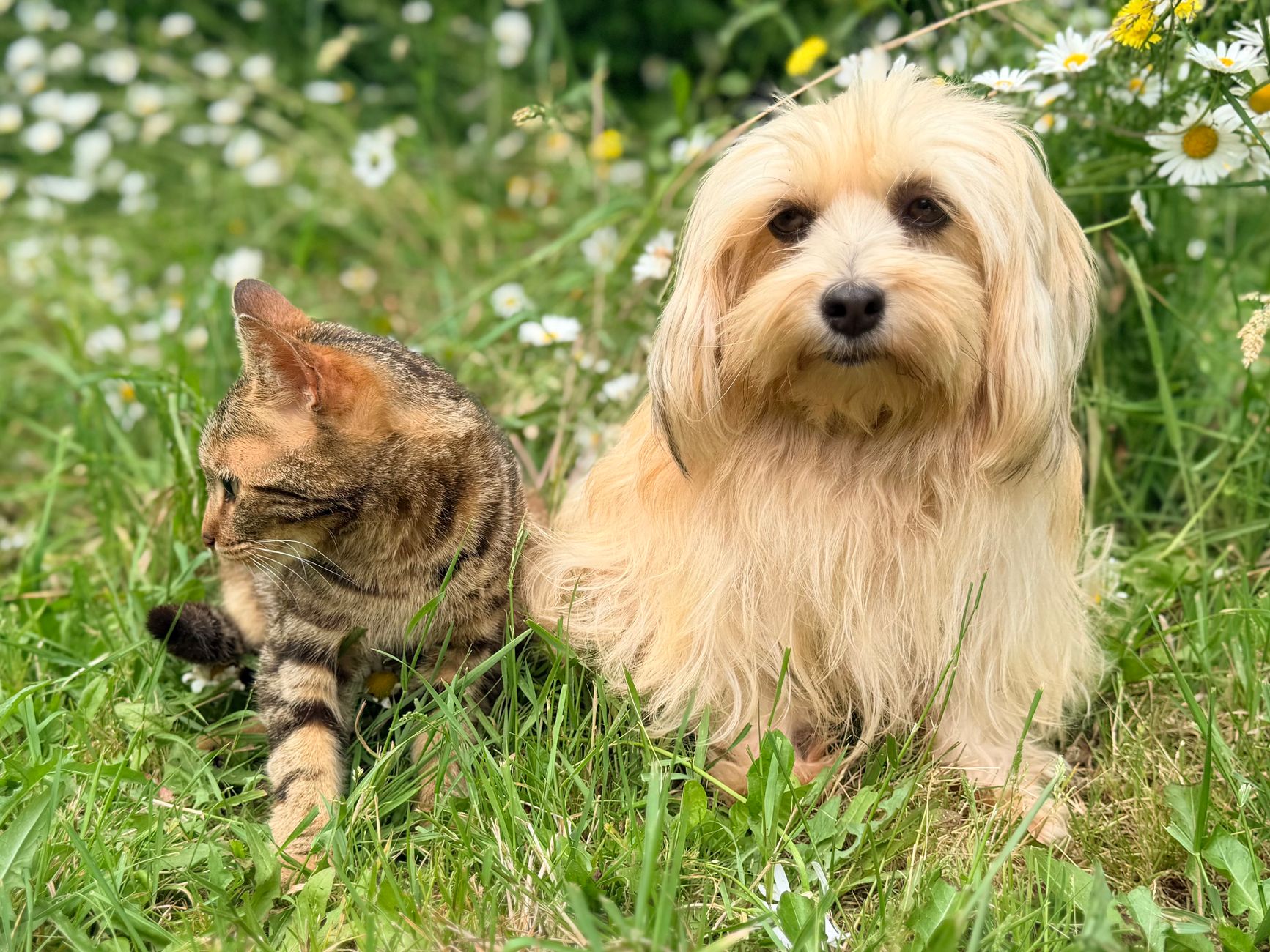 Veterinary care for a pet