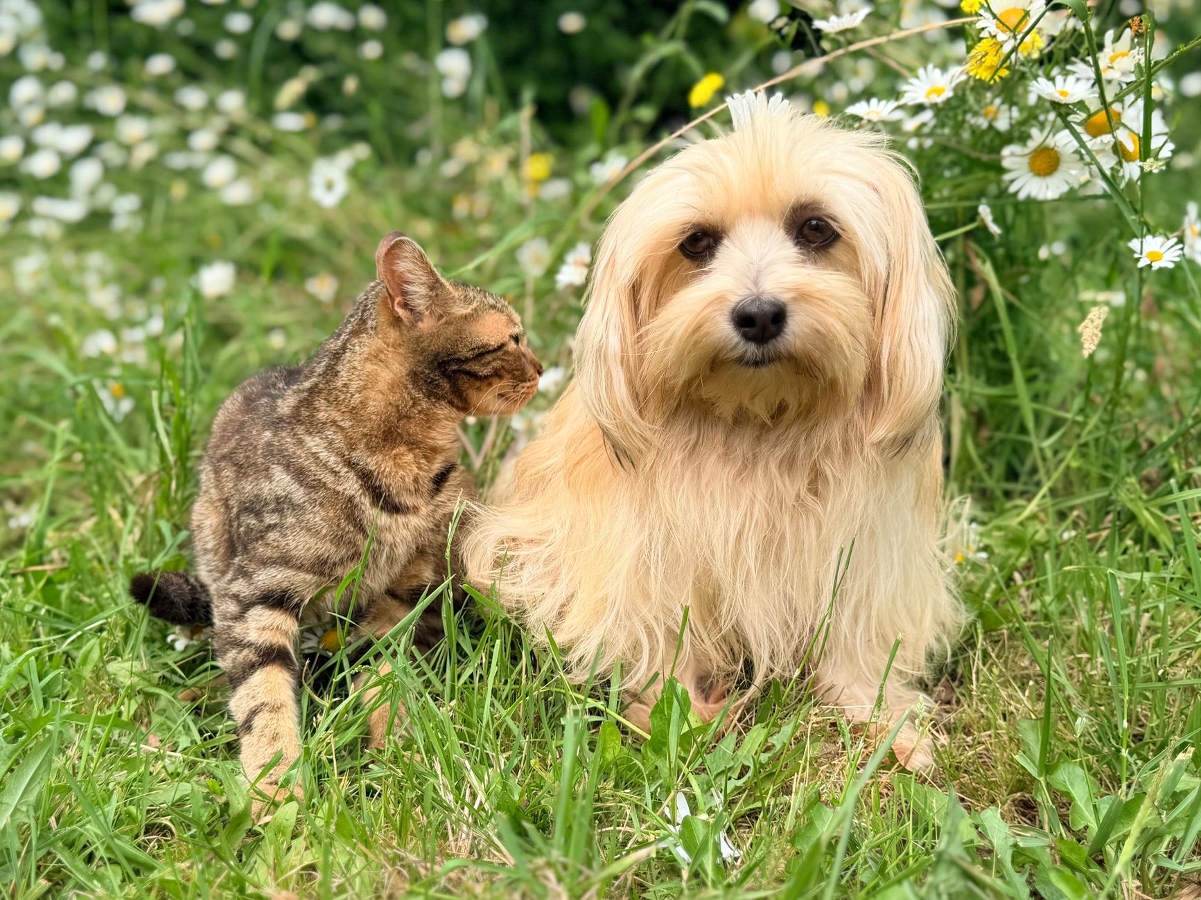 Veterinary care for a pet