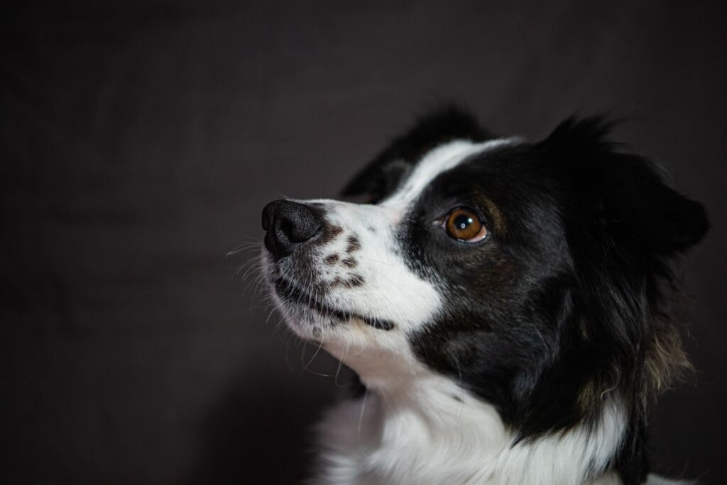 AST in Dogs - How to Read and Interpret the Result
