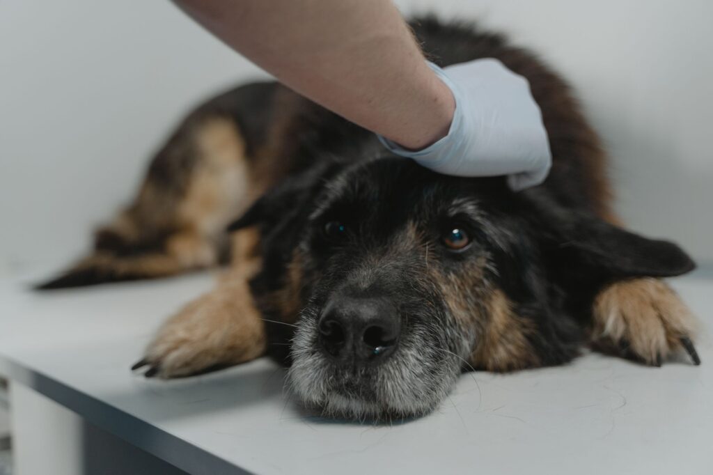 best renal diet for cats and dogs with high creatinine