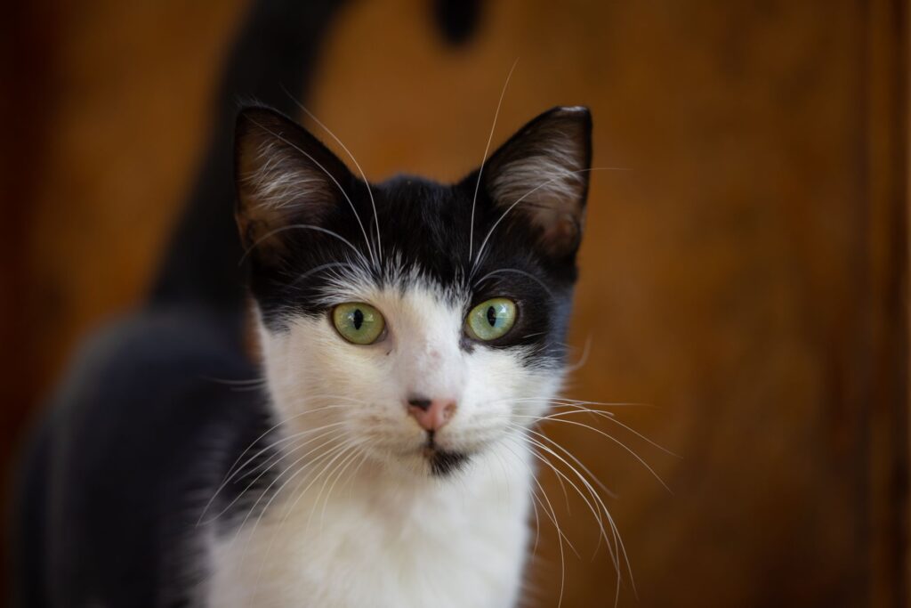 bilirubin in cats how to read and interpret the result