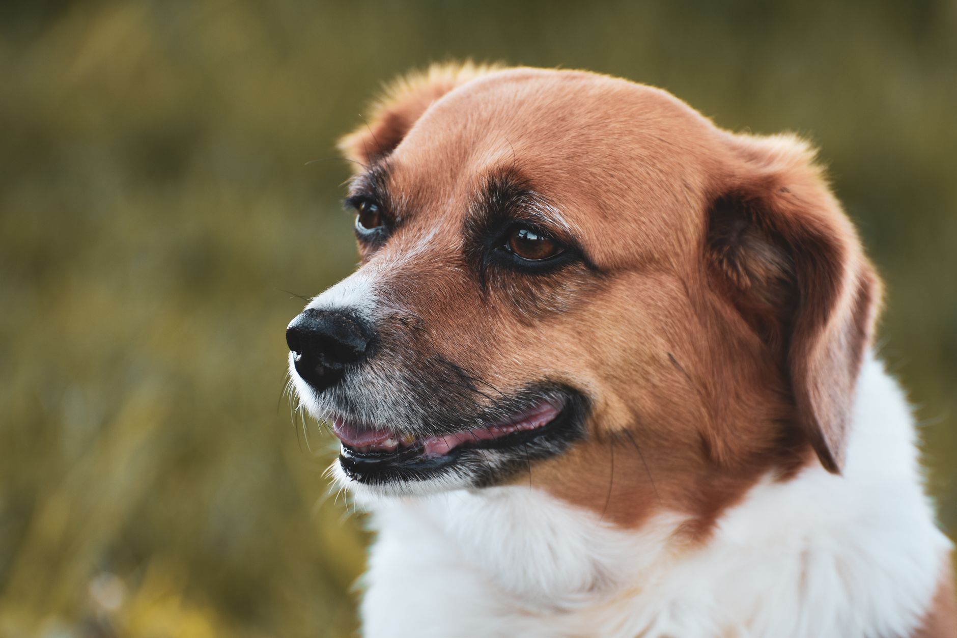 Veterinary care for a dog