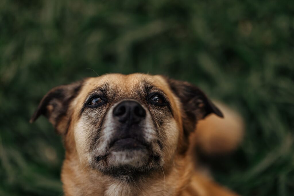 Blood Test Results in Dogs with Leptospirosis - What to Expect
