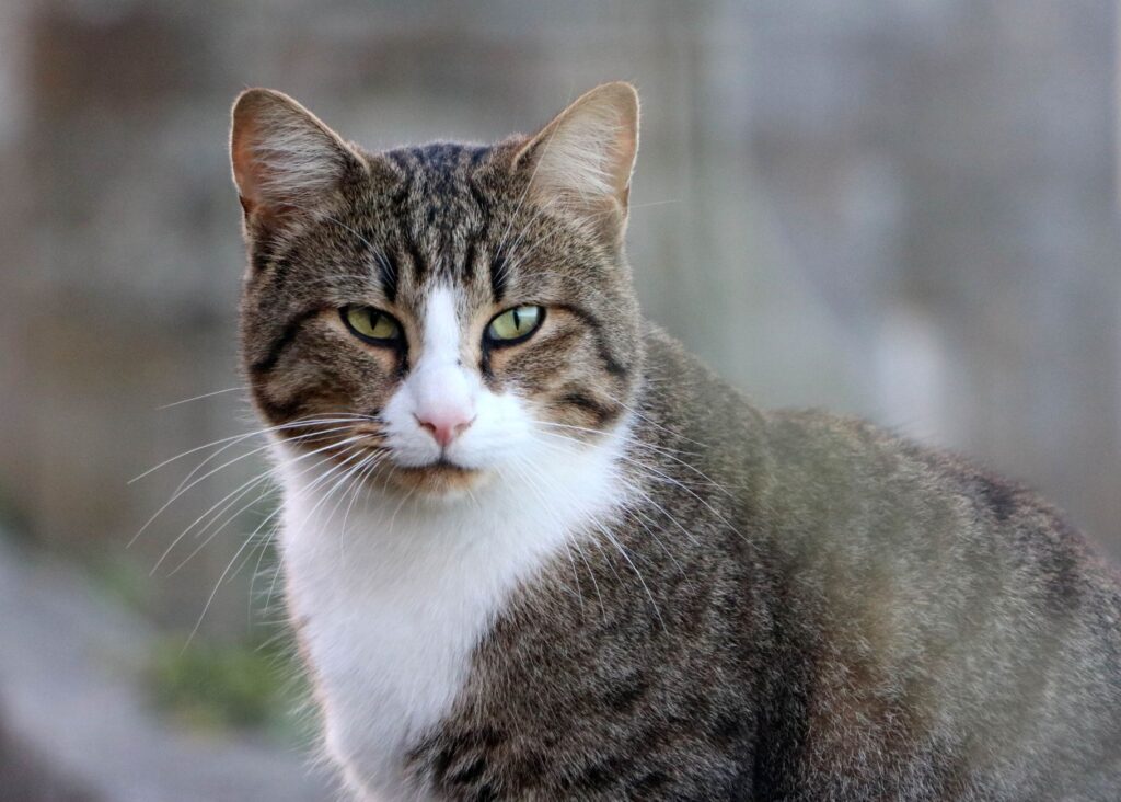 calcium in cats how to read and interpret the result