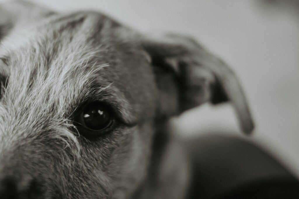 Calcium in Dogs - How to Read and Interpret the Result