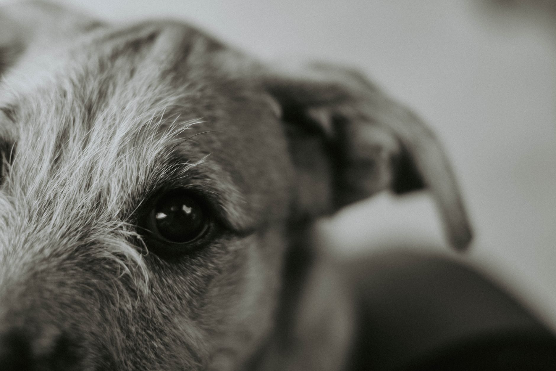 Veterinary care for a dog