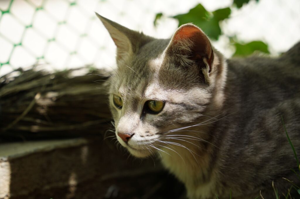 cardiopet probnp for cats heart failure monitoring
