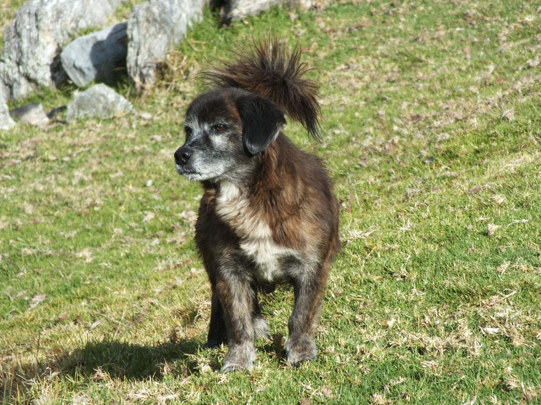Veterinary care for a dog