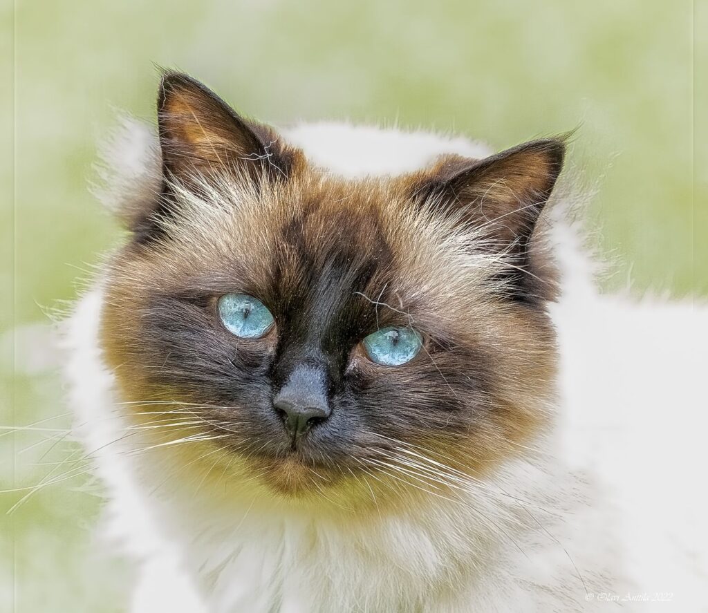 cat chronic kidney disease sdma early detection