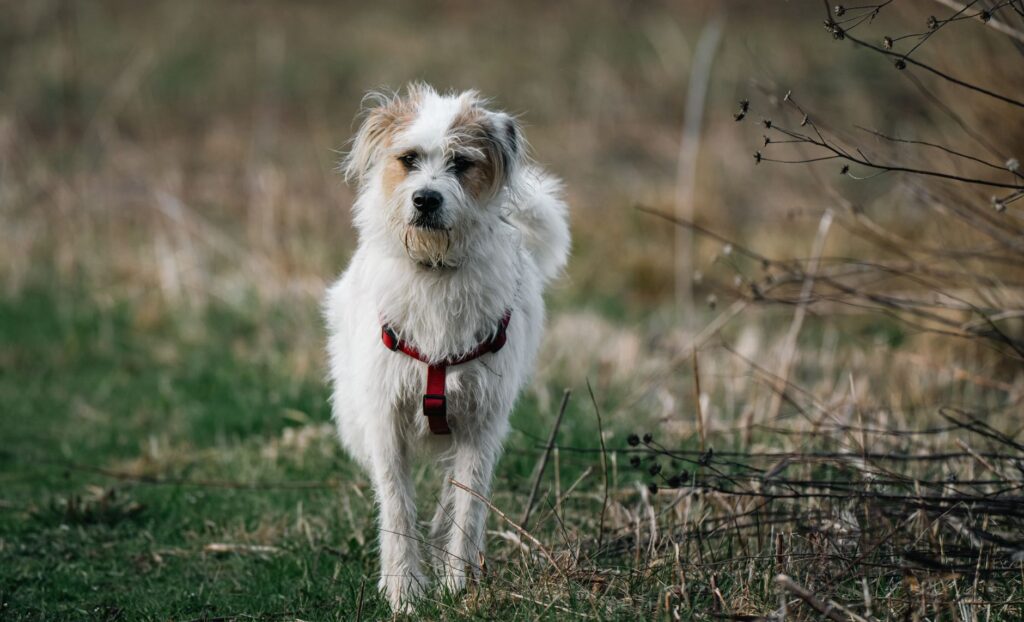 creatinine in dogs how to read and interpret the result