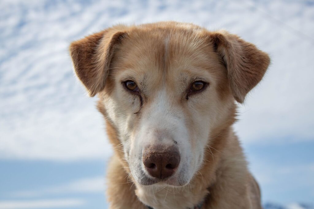 decoding high amylase levels in dogs post obstruction surgery
