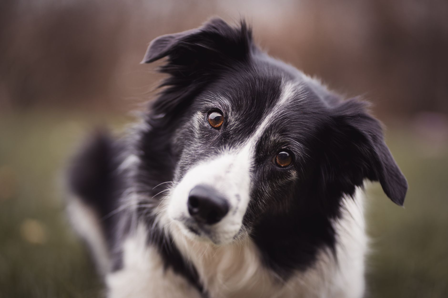 Veterinary care for a dog