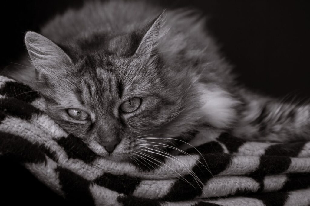 detecting feline infectious peritonitis fip through albumin globulin r