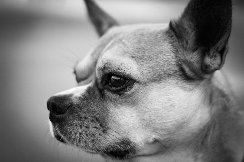 Does High MCH Always Mean Trouble in Dogs?