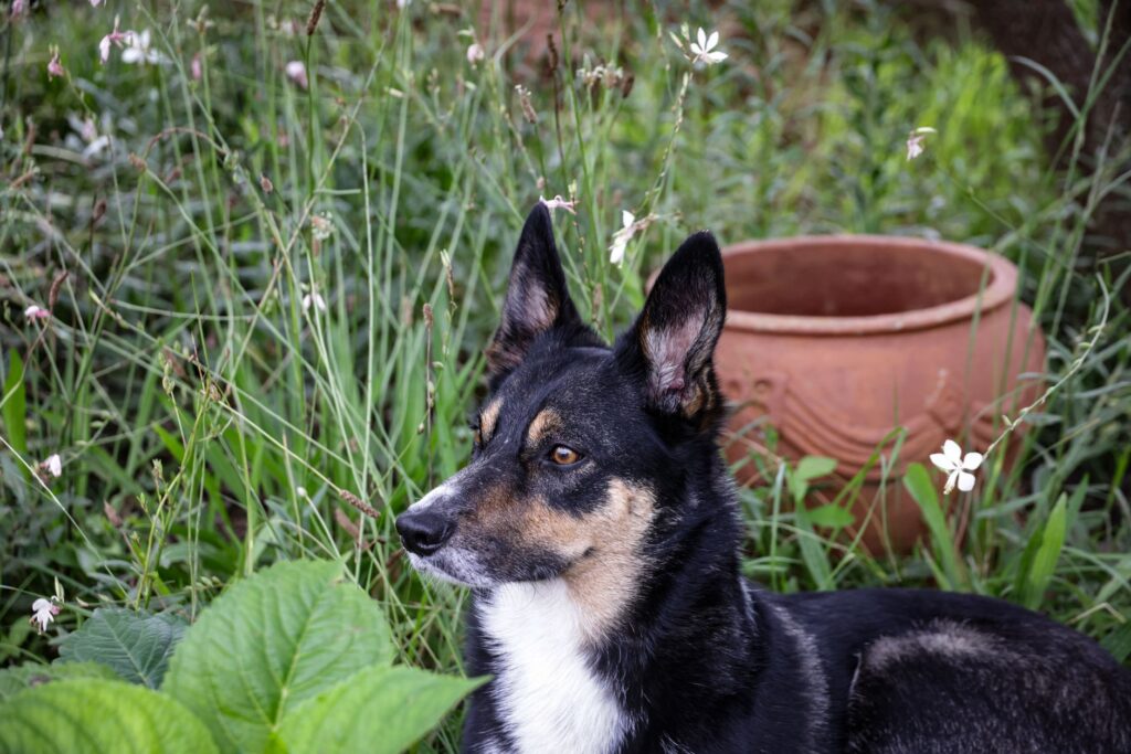 dog alp elevation cholestasis markers